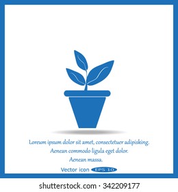 Plants in flower pot