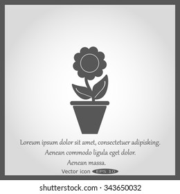 Plants in flower pot