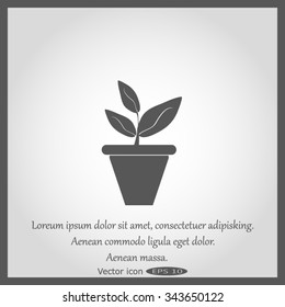 Plants in flower pot