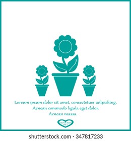 Plants in flower pot