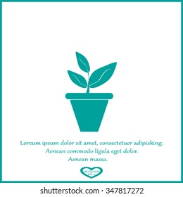 Plants in flower pot