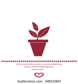 Plants in flower pot