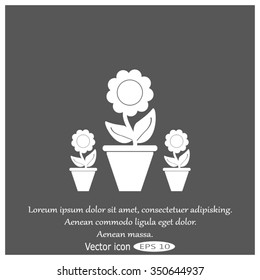 Plants in flower pot
