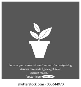 Plants in flower pot