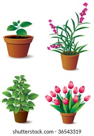 Plants in flower pot