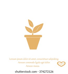 Plants in flower pot