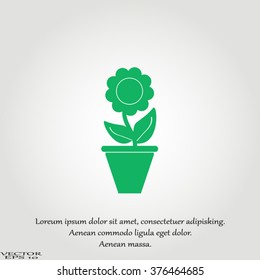 Plants in flower pot