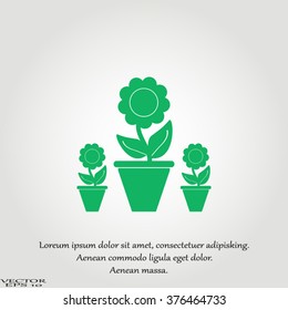 Plants in flower pot