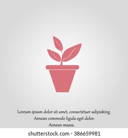 Plants in flower pot