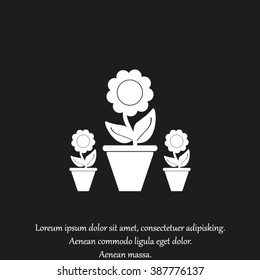 Plants in flower pot