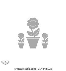 Plants in flower pot