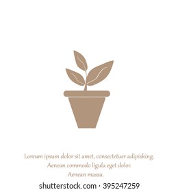 Plants in flower pot
