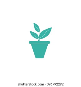 Plants in flower pot