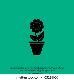Plants in flower pot