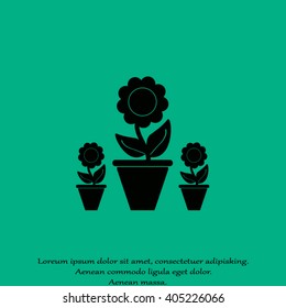 Plants in flower pot