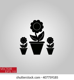 Plants in flower pot