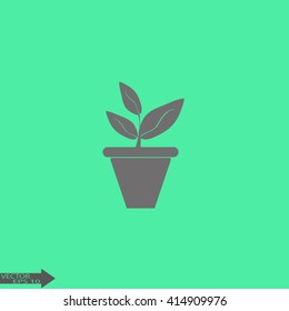 Plants in flower pot