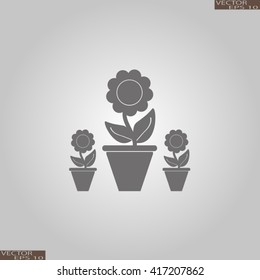 Plants in flower pot