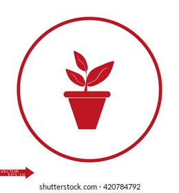 Plants in flower pot