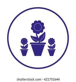 Plants in flower pot