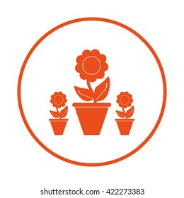 Plants in flower pot