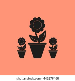 Plants in flower pot