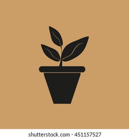 Plants in flower pot
