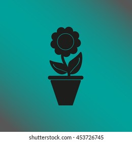 Plants in flower pot