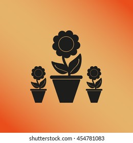 Plants in flower pot