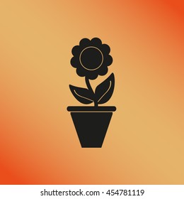 Plants in flower pot