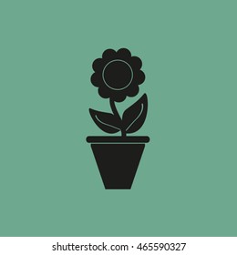 Plants in flower pot
