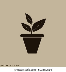 Plants in flower pot