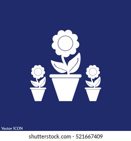 Plants in flower pot