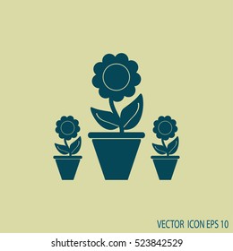Plants in flower pot