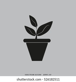 Plants in flower pot