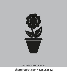 Plants in flower pot