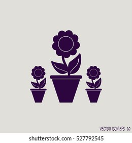 Plants in flower pot