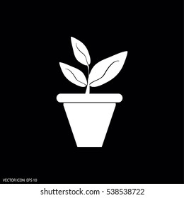 Plants in flower pot