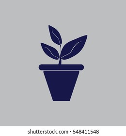 Plants in flower pot