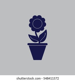 Plants in flower pot
