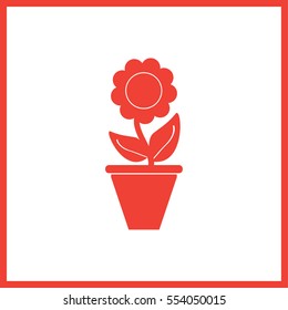 Plants in flower pot