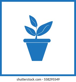 Plants in flower pot
