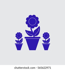 Plants in flower pot