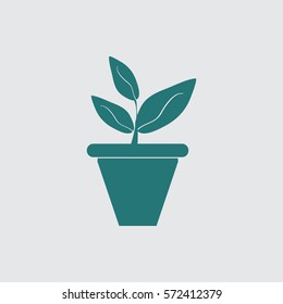 Plants in flower pot