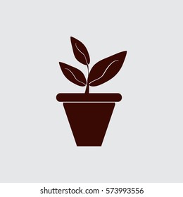 Plants in flower pot