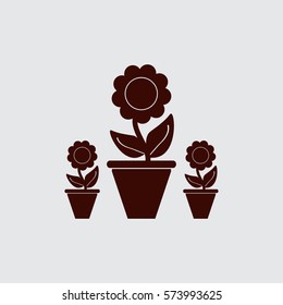 Plants in flower pot
