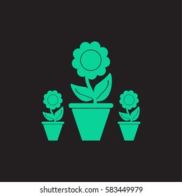 Plants in flower pot