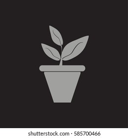 Plants in flower pot