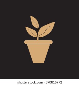 Plants in flower pot