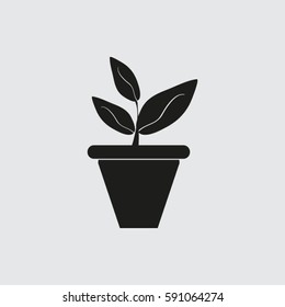 Plants in flower pot
